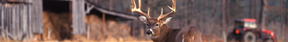 Deer in field - credit iStock