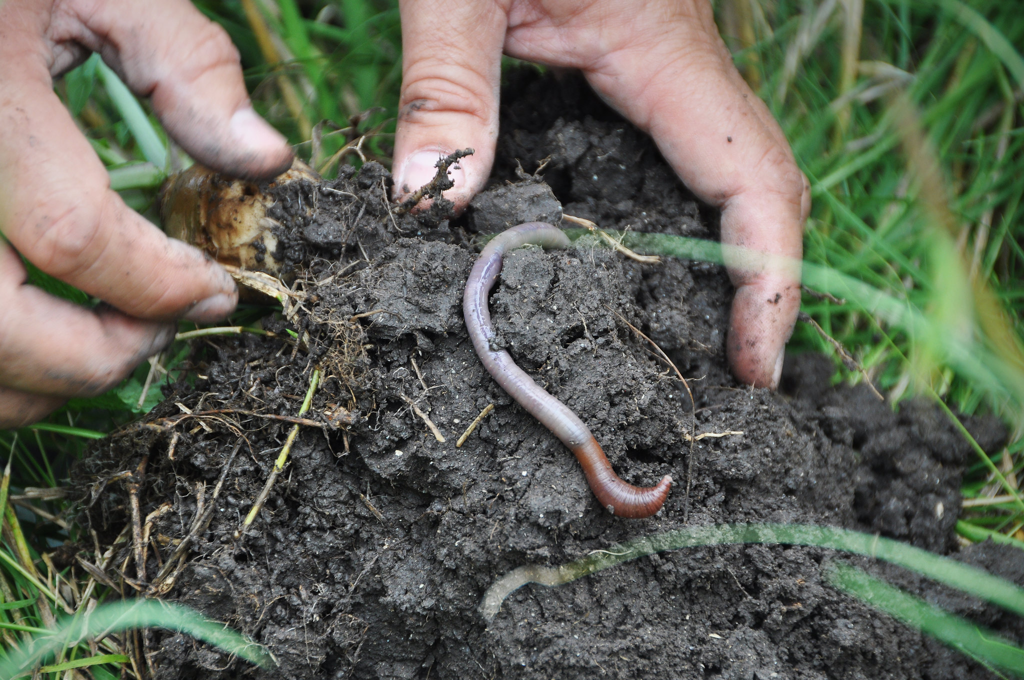 Five Simple Soil Health Tests How To Build Soil Health In Your Backyard