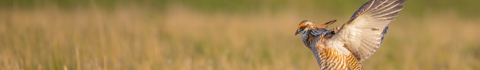 Prairie chicken - credit JackVandenHeuvel, Getty Images