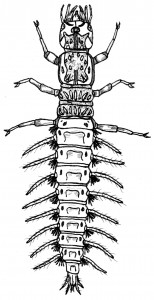 It's the Little Things: Learning to Identify Aquatic Macroinvertebrates