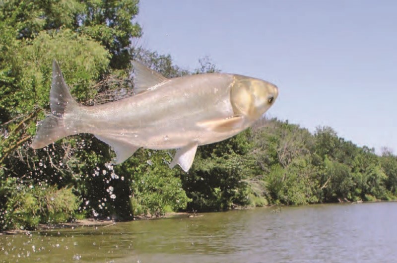 Carp - credit USGS