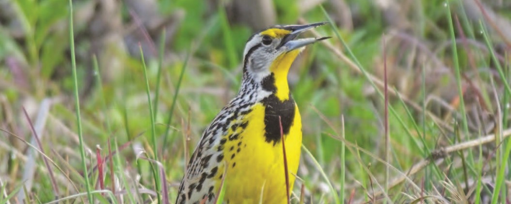 Eastern meadowlark - credit Sandi Smolker, iStock