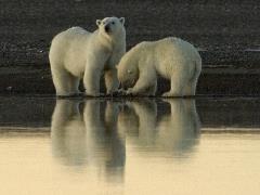 Polar bears - credit USFWS
