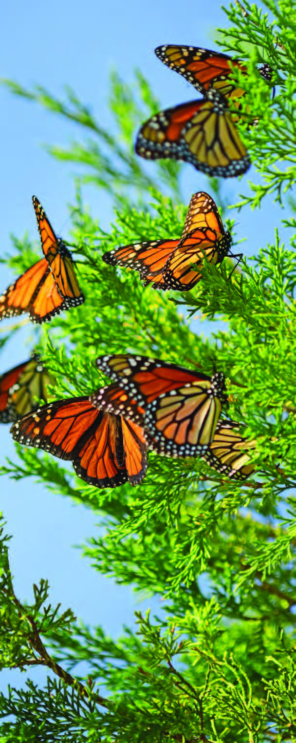 Monarch butterflies resting - credit iStock