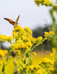 Monarch in native landscape