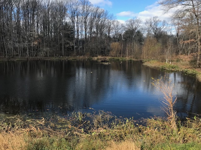Busy Grass Pond in fall. 