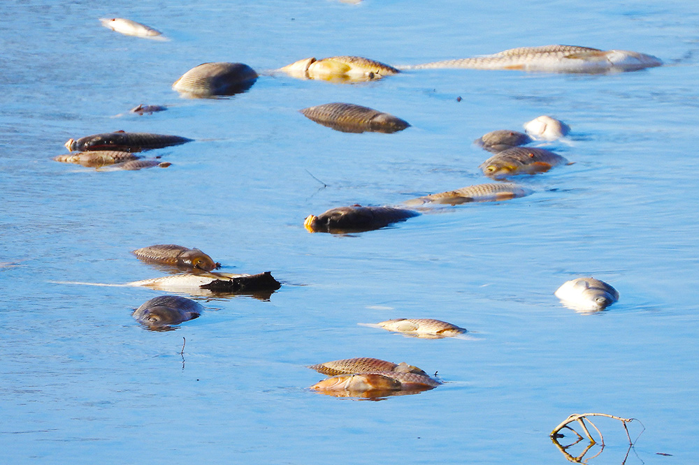 image of dead fish in the Nishnabotna River following fish kill